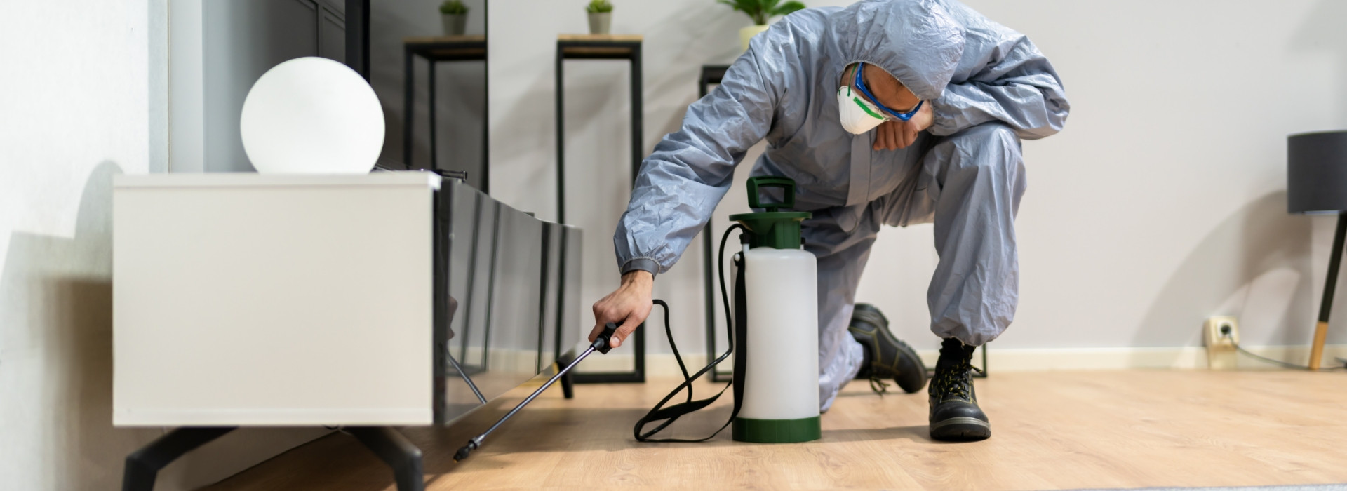 Timber Pest Treatment